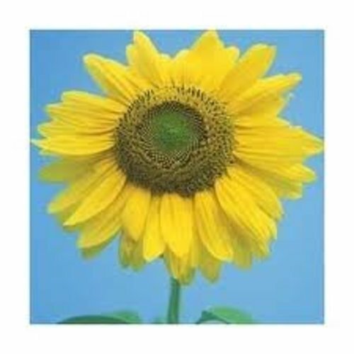 Sunflower Mammoth Large Gray Stripe Garden Flower By Seed Kingdom 1,000 Seeds