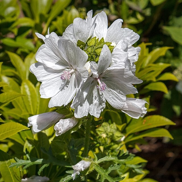 WHITE MUSK MALLOW 102 SEEDS, MALVA MOSCHATA ALBA, USA SELLR, EZ TO GROW