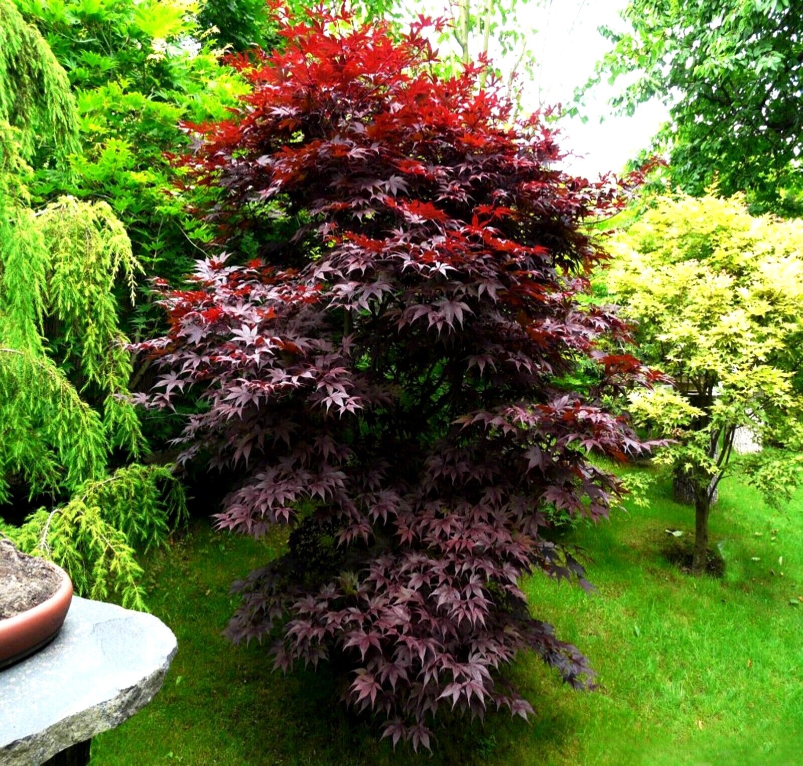 “BLOODGOOD” Red Japanese Maple Tree Seeds (Palmatum atropurpureum) Hardy Bonsai