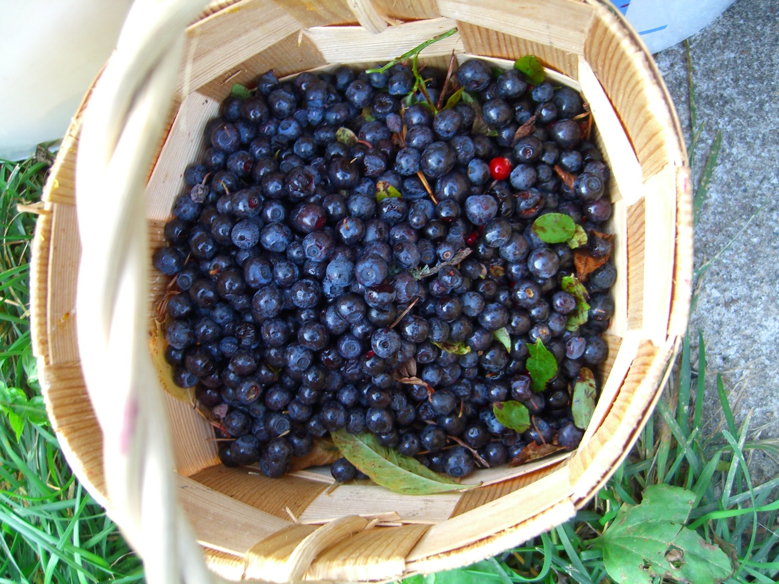 * SOUTHERN BLUEBERRY SEEDS * EVERGREEN SHRUB * HIGH TOLERANCE TO HEAT *