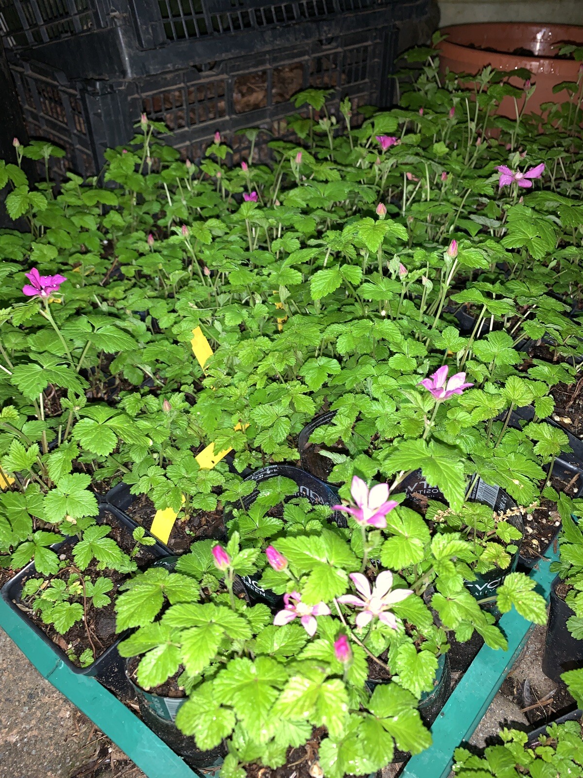 Arctic Raspberries ‘Beta’ and ‘Sophia’ (Rubus arcticus x stellarcticus) 2 pots