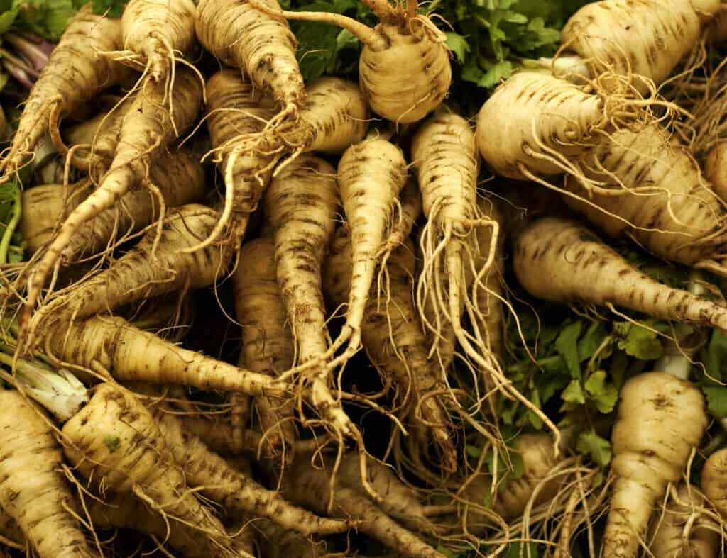 All American Parsnip Seeds, NON-GMO, Variety Size Packets, FREE SHIPPING