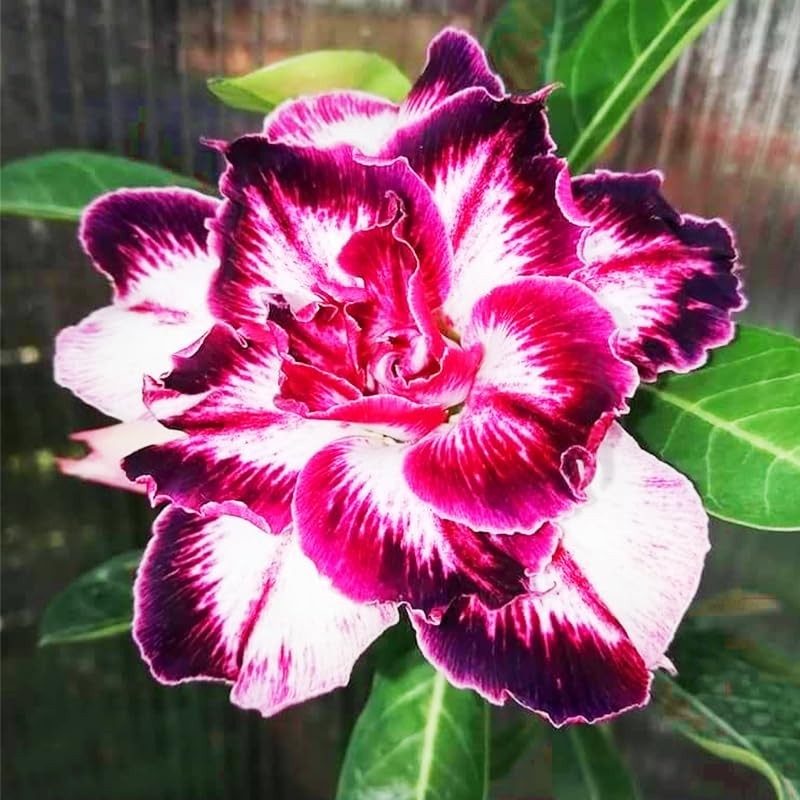 125+ Mixed Color Desert Rose Seeds for Planting – Adenium Obesum Succulent Seeds