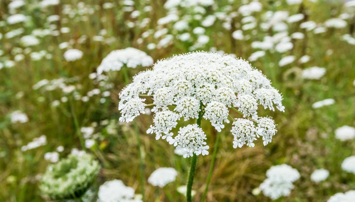Wildly Elegant Queen Anne’s Lace (Daucus Carota) Qty 100 Seeds NC Summer 2025