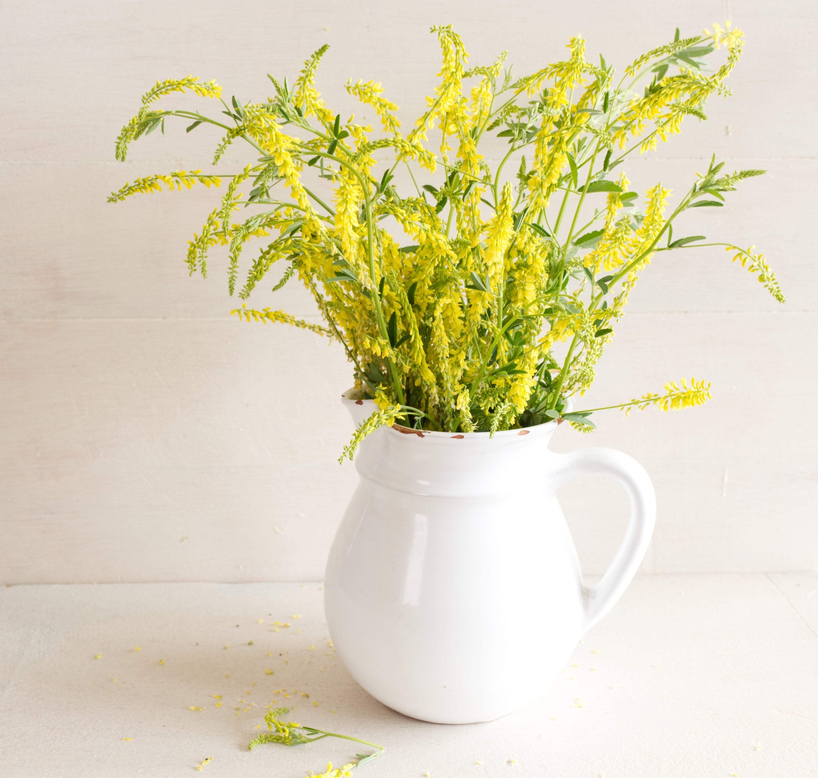 3000 YELLOW SWEET CLOVER Melilotus Officinalis Flower Seeds