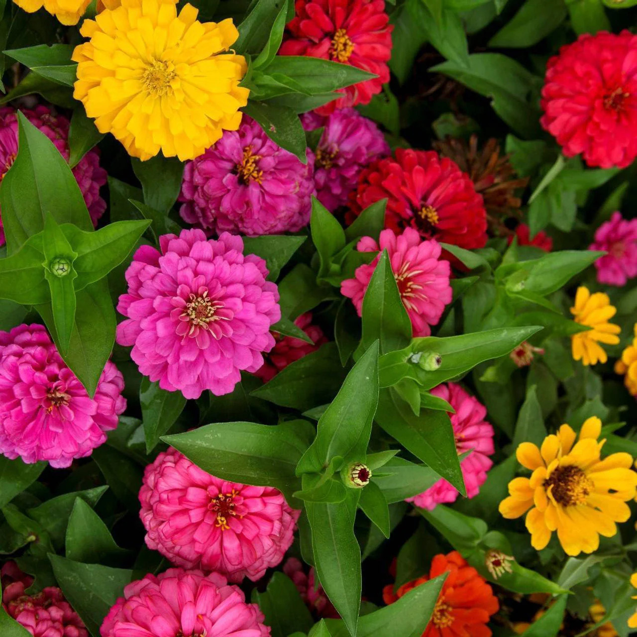 Lilliput Mix Zinnia Seeds | Pom Pom Dwarf Rainbow Multi Color Flower Seed 2024