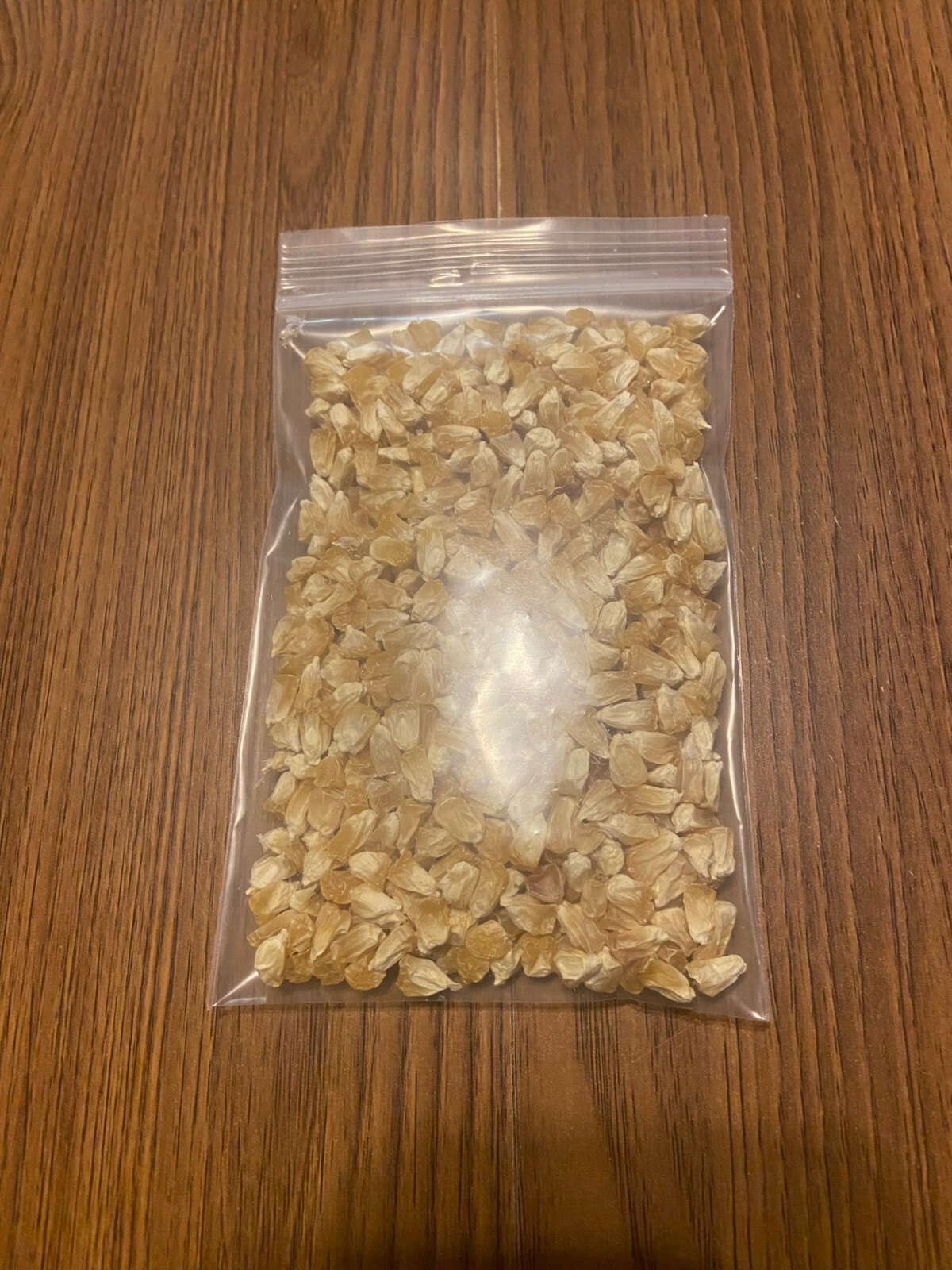 Honey Select Sweet Corn. 500 count approx. FREE SHIPPING. NON-GMO SEEDS.