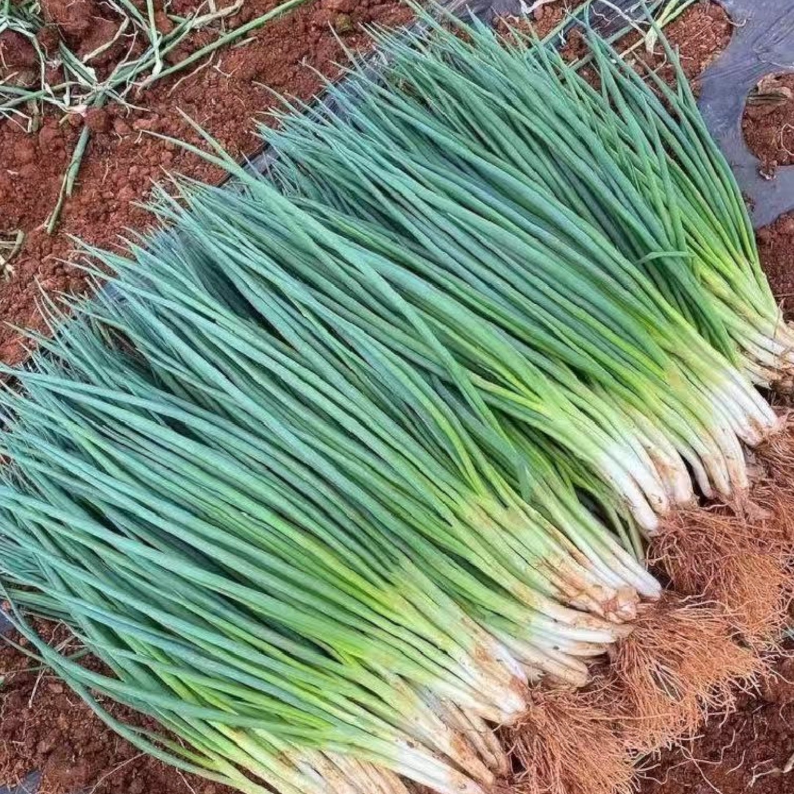 1000 Green Onion Seeds – Easy-to-Grow Scallions for Kitchen Garden or Containers