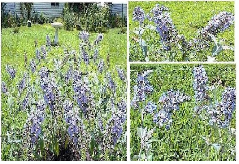 Lilac Lavender Butterfly Budhelia Bush Shrub Tree Over 100 Seeds