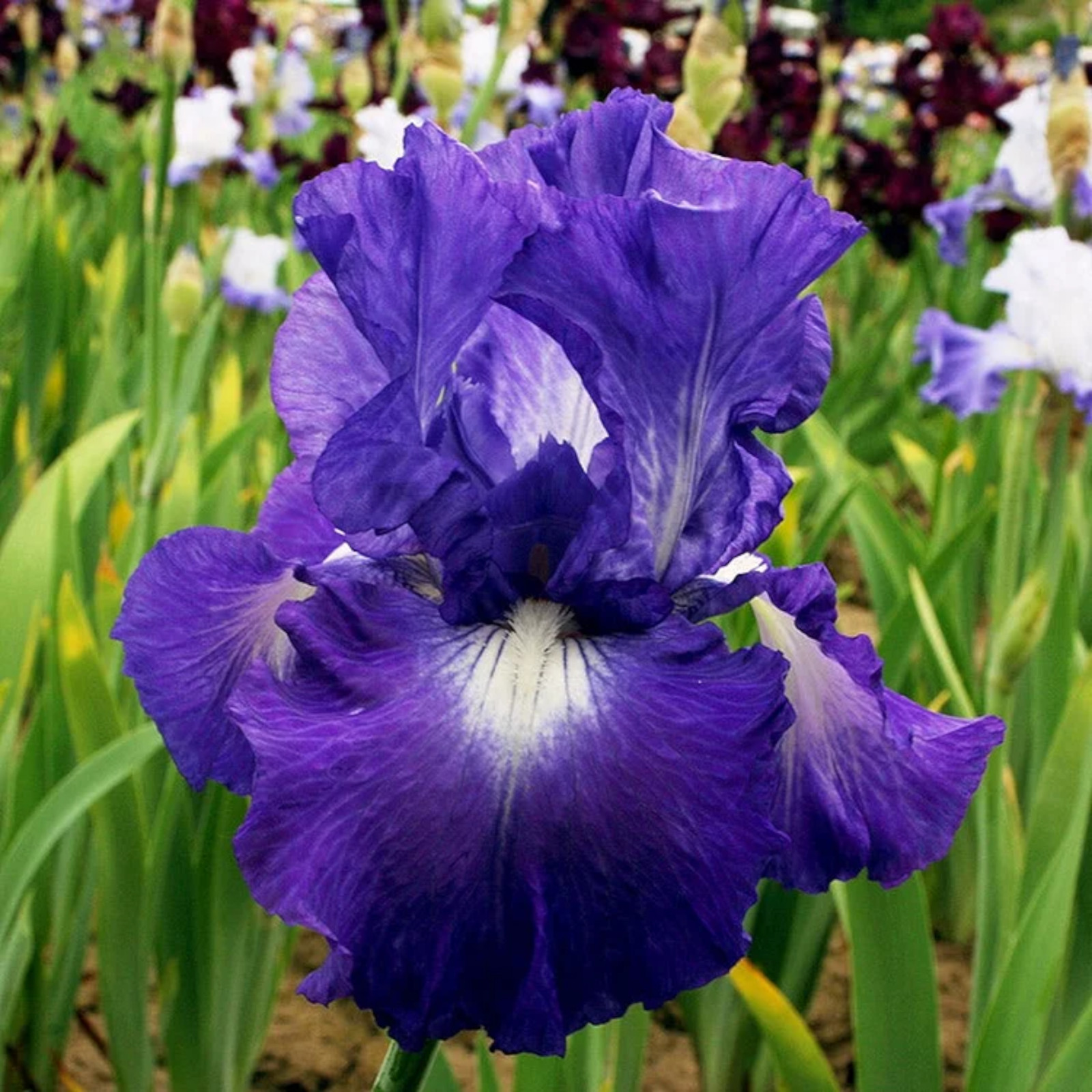 Mixed Color Rare Iris Flower Seeds (30pcs) – Perennial, Iris for Autumn Blooms
