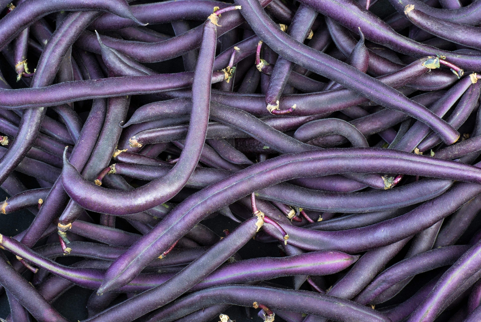 40 Royal PURPLE POD BEAN Phaseolus Vulgaris Vegetable Seeds
