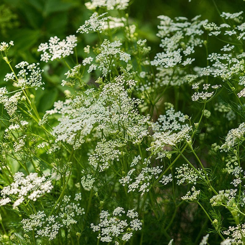 500 caraway seeds. Fresh. Herbs seeds.