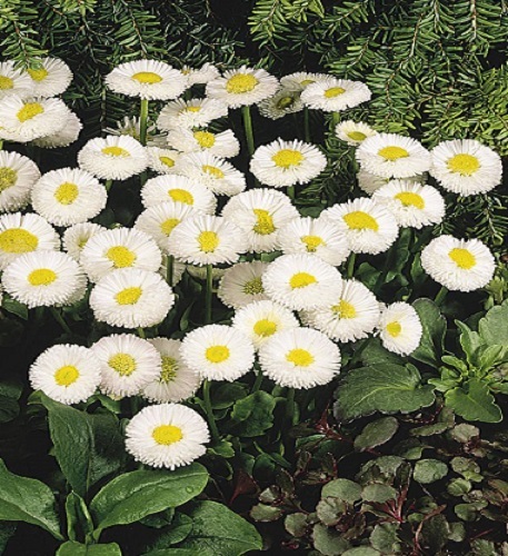 25 Bellis Seeds Pelleted Seeds Bellis Speedstar White English Daisy