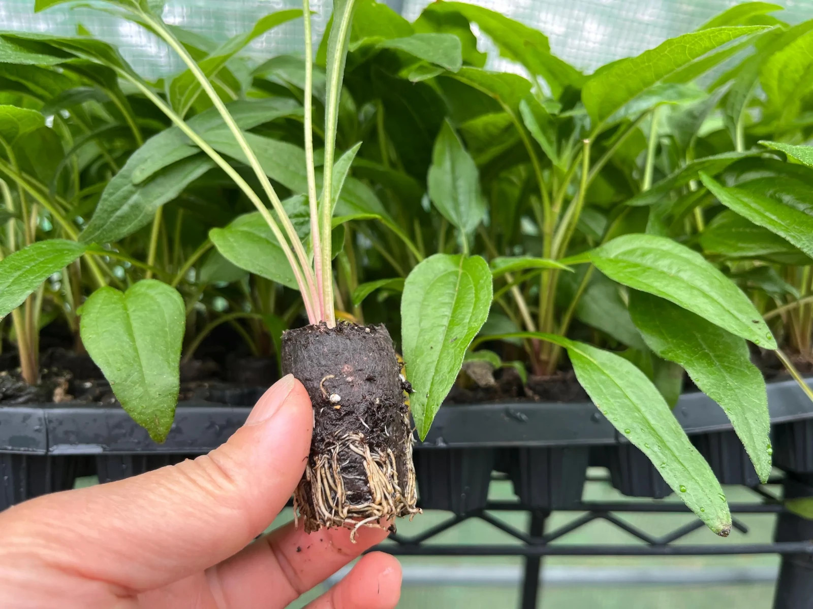 Echinacea Plant Starter: Live Perennial Coneflower for Pollinator Gardens