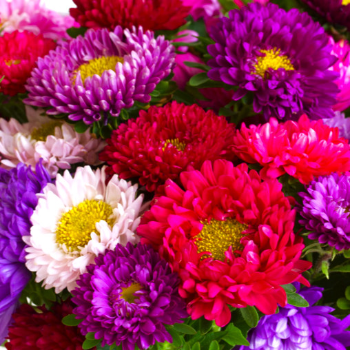 Powder Puff China Aster Seeds |Callistephus Daisy Flower Seed 2024 Fast Shipping