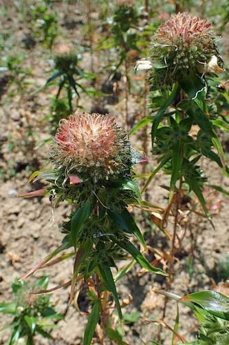 Ipomopsis rubra | Texas Plume | Scarlet Gilia | 10 Seeds