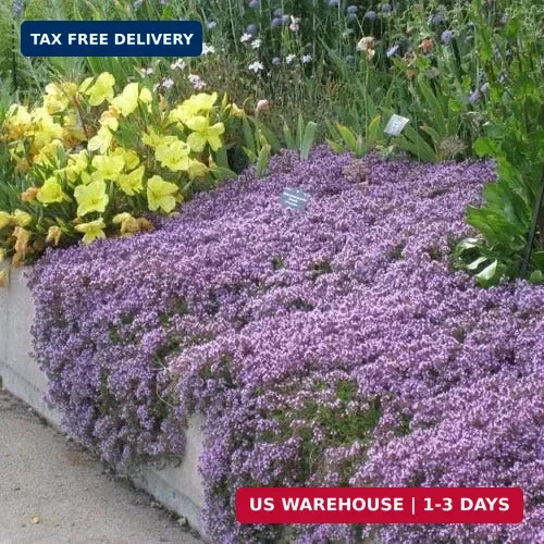 UtopiaSeeds Creeping Thyme Seeds – Thymus Serpyllum – Landscaping Ground Cover –
