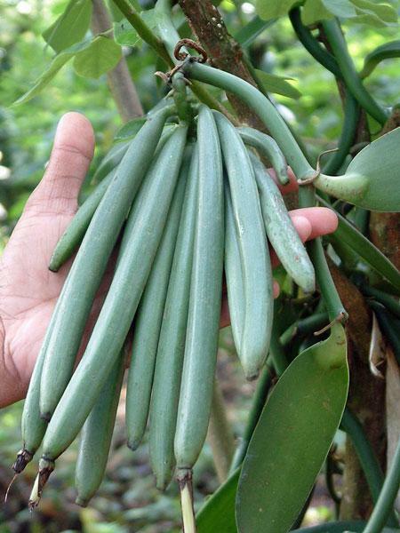 Vanilla planifolia | West Indian or Flat Plane Leafed Vanilla | 100 Seeds