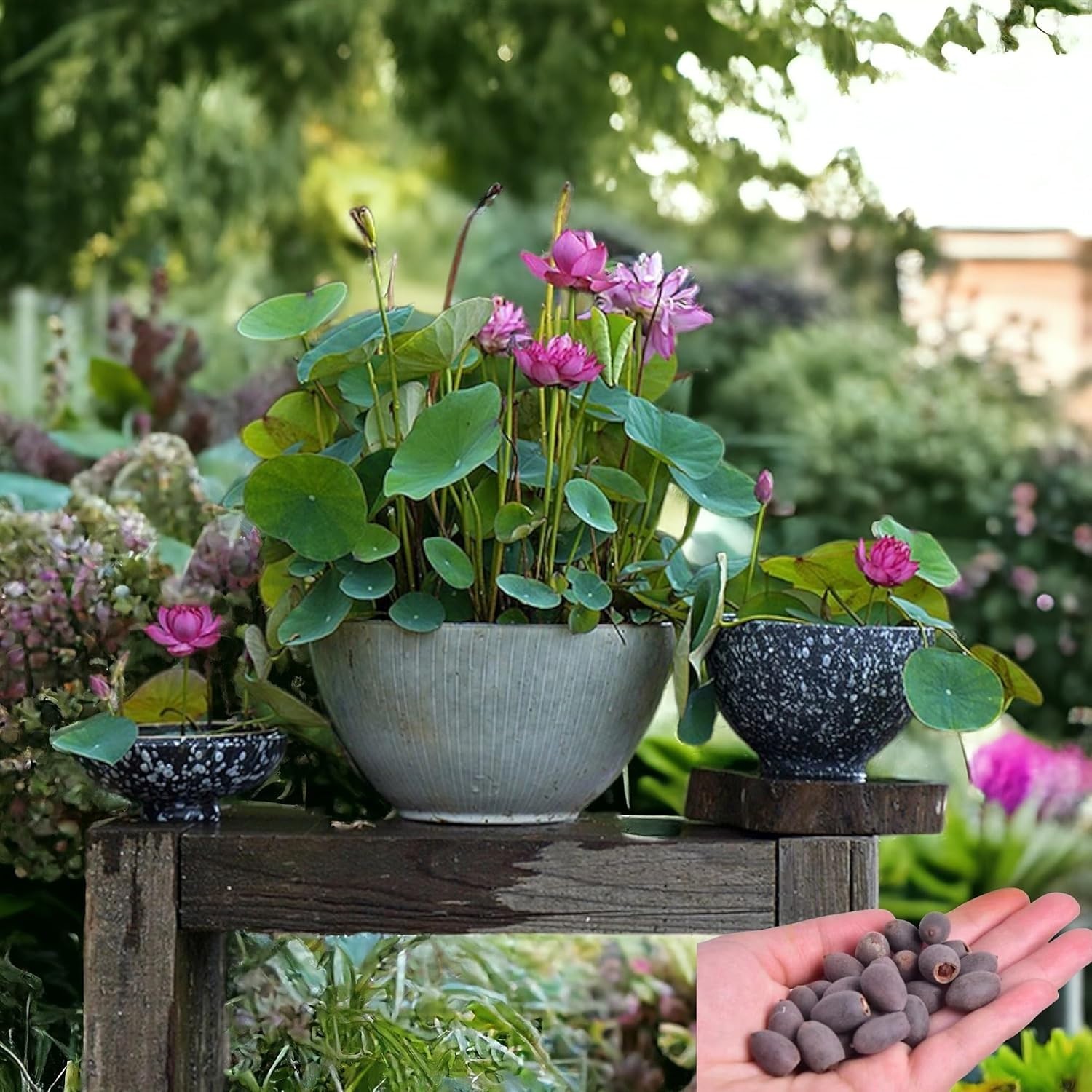 High Germination Lotus Seeds (15pcs) – Perfect for Indoor Bonsai & Outdoor Ponds