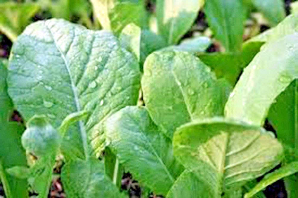 601+TENDERGREEN MUSTARD Seeds Organic Spring Fall Garden Container Greens Easy