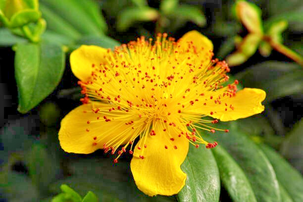 500 GREAT ST. JOHN’S WORT SEEDS | 2026 SALE FREE SHIPPING NON GMO HEIRLOOM