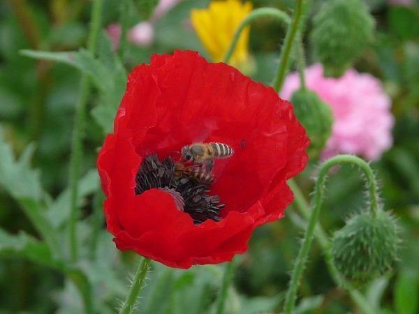Papaver rhoeas | Corn or Flander’s Poppy | 200 Seeds