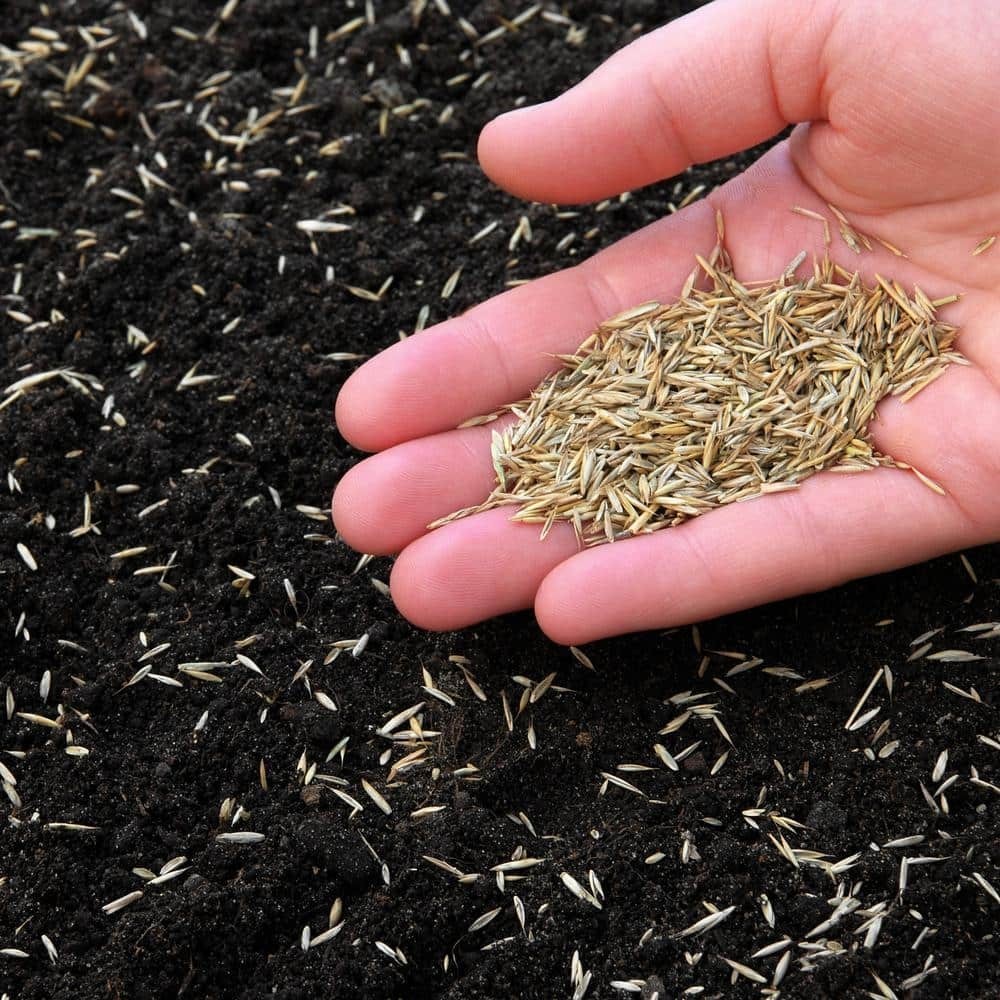50 Lbs. Perennial Ryegrass Blend