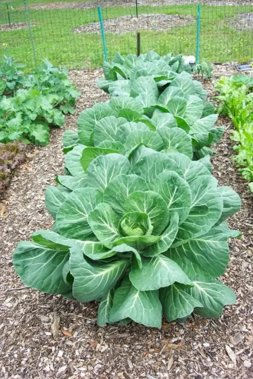 400+ COLLARD VATES SEEDS ORGANIC NON-GMO FRESH GARDEN SALAD GREENS, 2024 Season