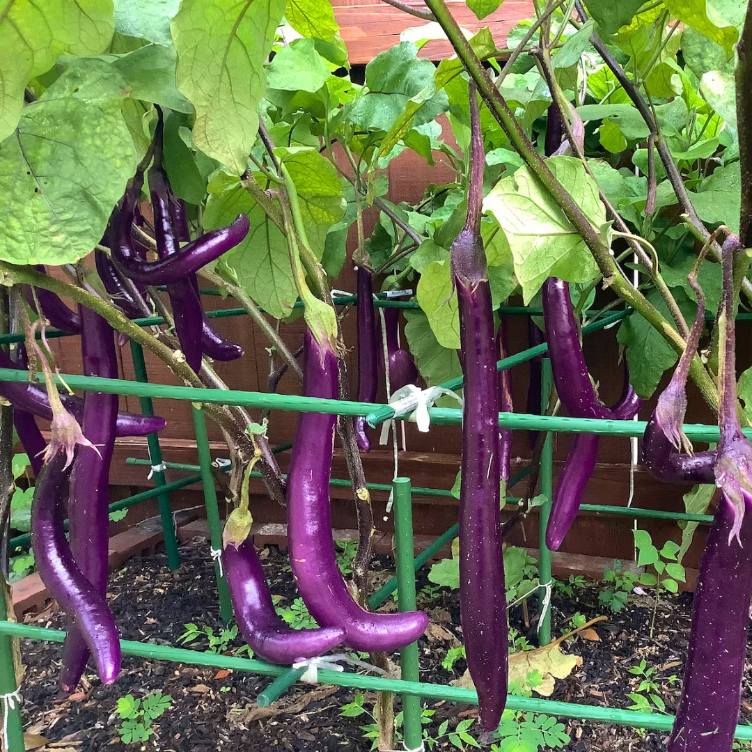 Fresh Chinese Eggplant Seeds | Ping Tung | Heirloom Non-GMO | Asian Vegetable