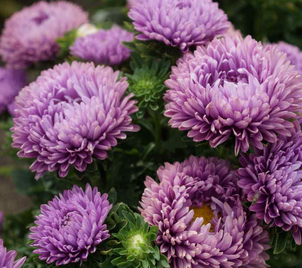 50 Seeds ASTER MILADY MIX Callistephus Dwarf, 10” tall, 3” flowers, fresh
