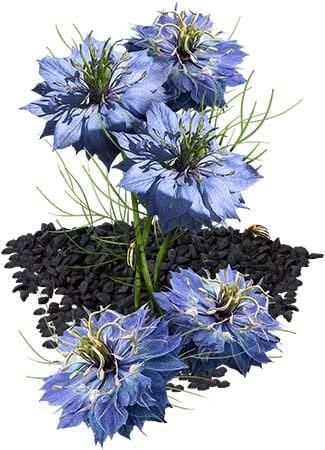 Black Cumin Herb Seeds For Planting (Nigella sativa)