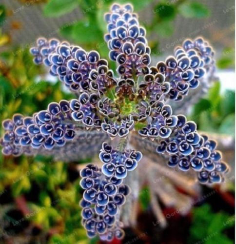 25 Rare Dark Blue Kalanchoe Seeds Succulent Flower Seed Flowers 92 US SELLER