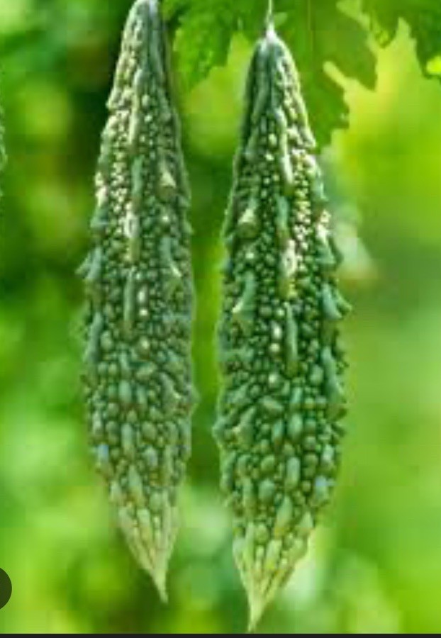 15 Bitter Melon Seeds ( Hybrid )– Traditional Asian Vegetable Vine