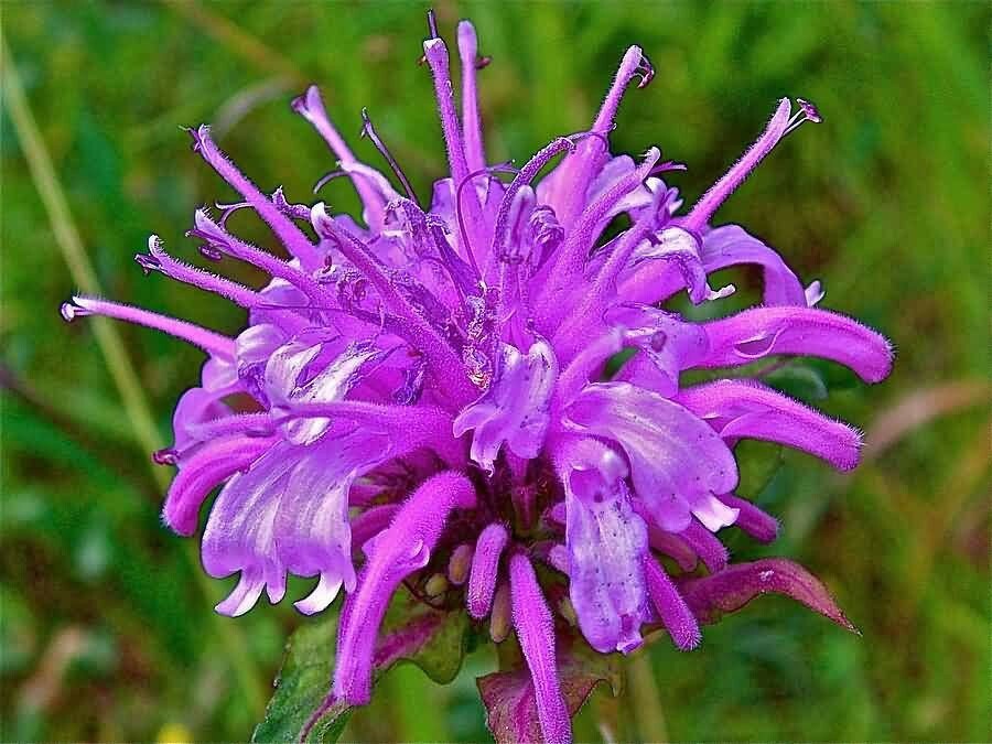 Monarda media | Purple Bergamot | 200_Seeds