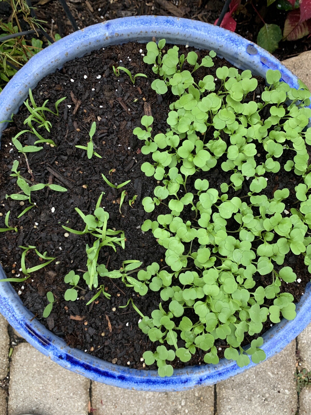 Victory Garden Prepper Vegetable Seeds 21 Variety Survival Heirloom Seeds Set