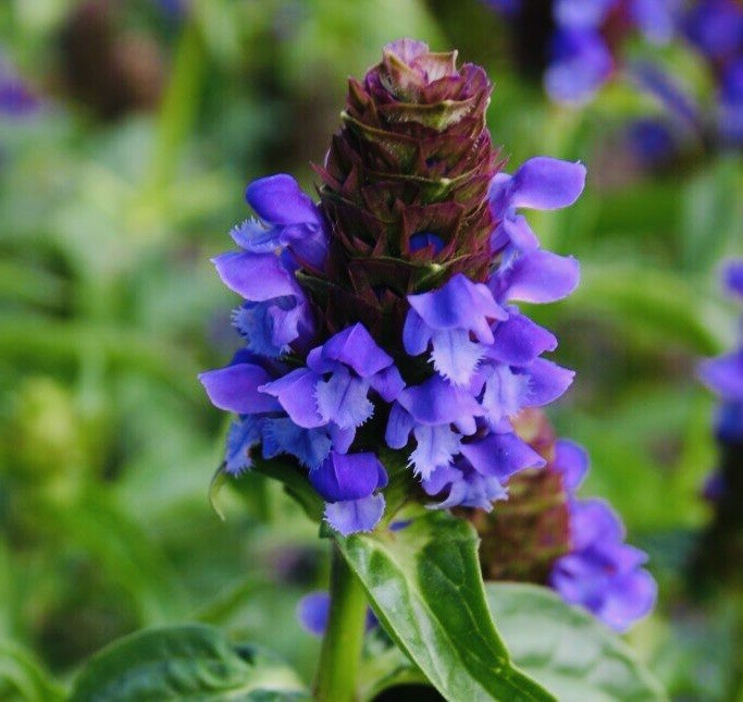 Allheal Seeds – Prunella vulgaris – Medicinal Herb Seeds – Heal All