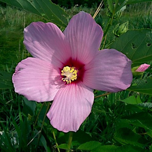 20 Pink Swamp Mallow Rose Seeds “LARGE FLOWER” Hardy Hibiscus Fast Garden Plant