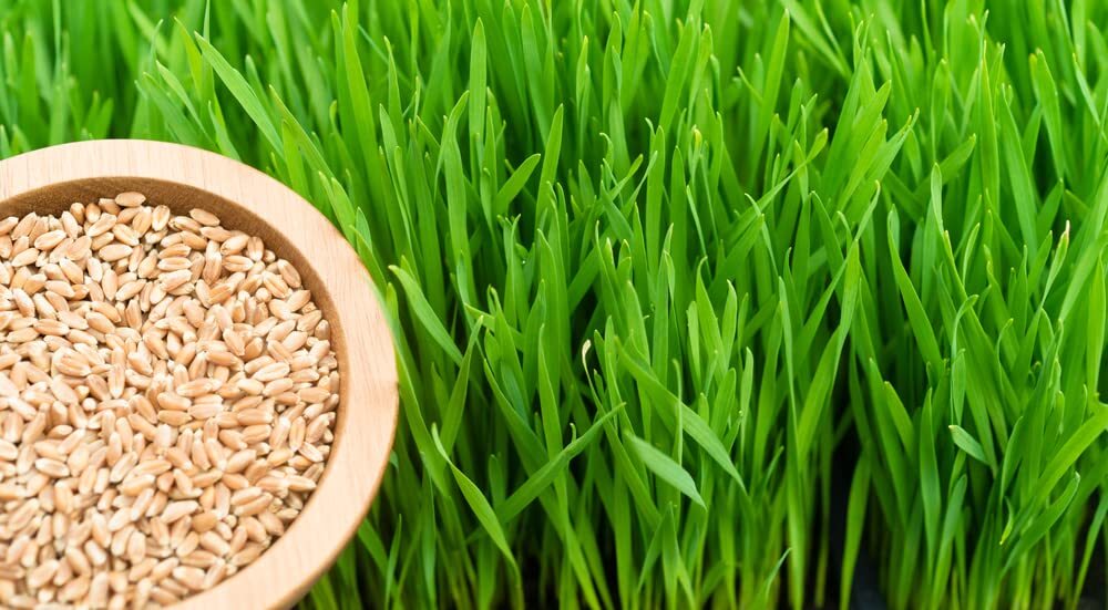 Wheat Berries – 25 Pounds – Fresh Hard Red Winter Wheat Berries – Made in USA