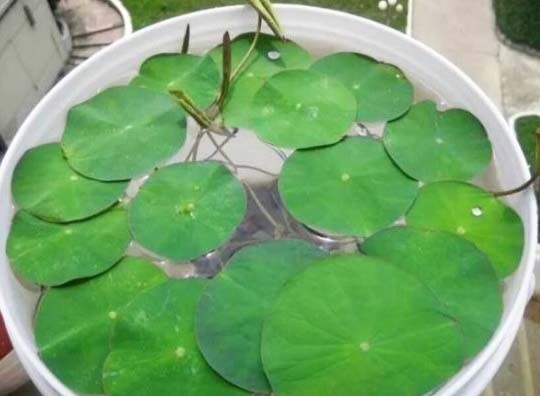 10 Mixed Lotus Bowl Water Lily Seeds -2023NEW!