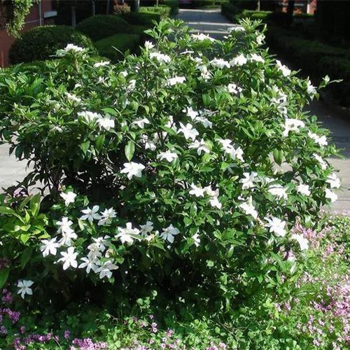 Gardenia jasminoides aka Cape Jasmine 50 Seeds Free Shipping!