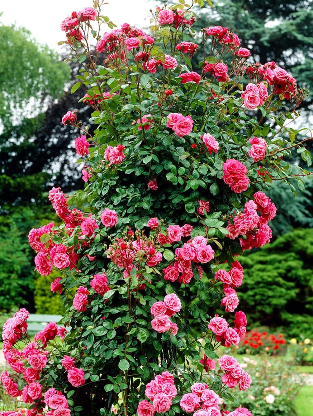 100+ Mix Climbing Rose Seeds for Planting Outdoors Ornamental Climbing Flower…
