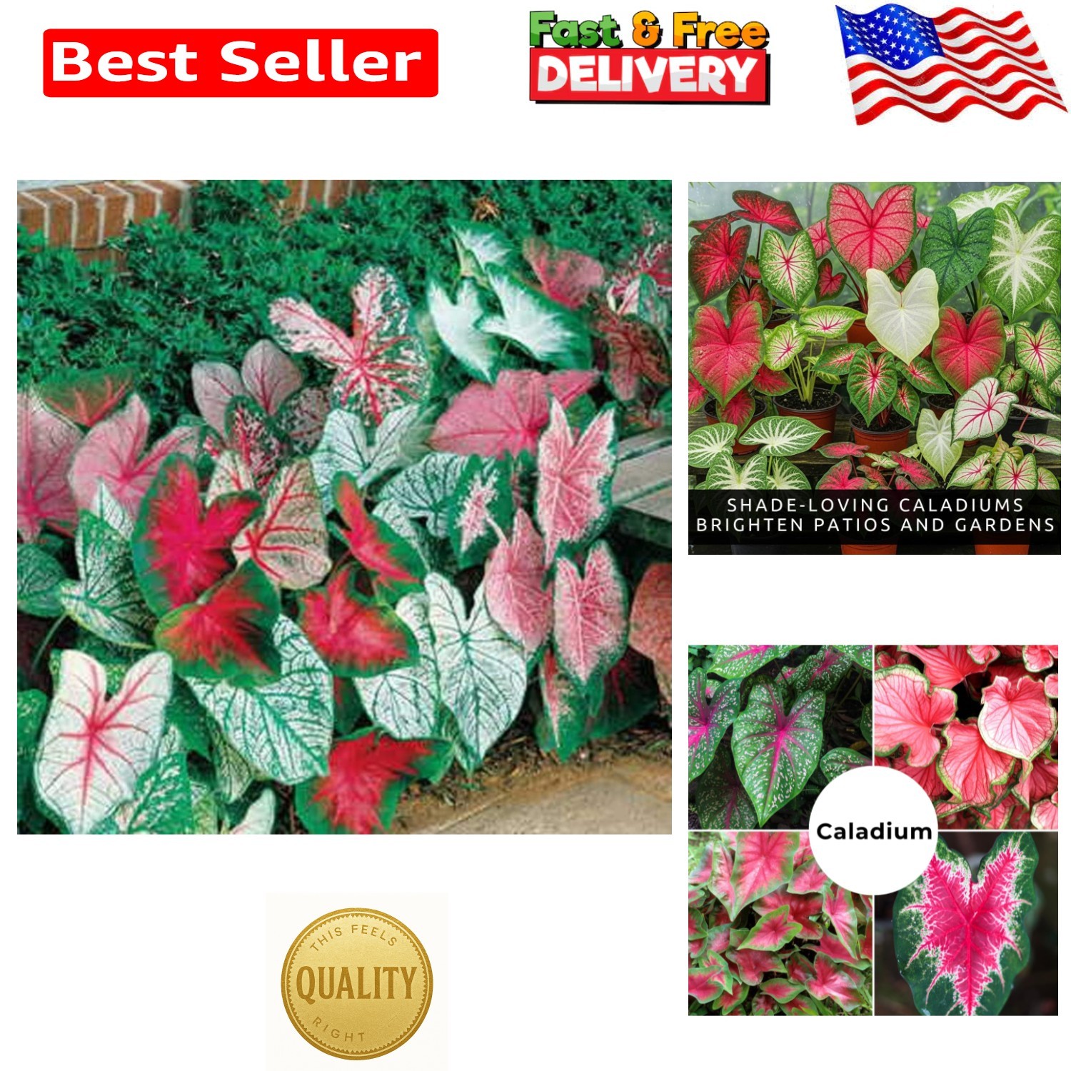 10 Count Caladium Bulbs – Easy Perennial Plants with Bold Color for Any Setting