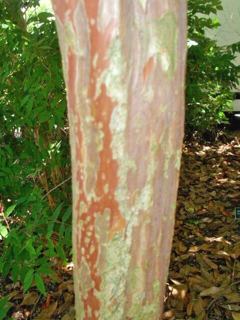 25 OSAGE CREPE MYRTLE SEEDS – Lagerstroemia india x fauriei ‘Osage’