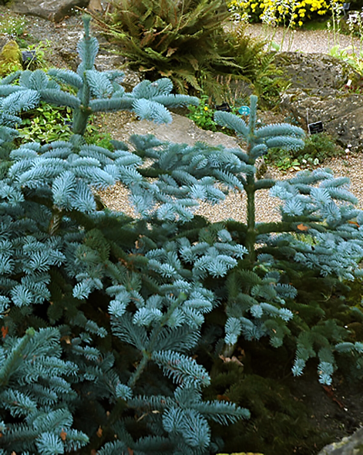 Blue Noble Fir, Abies procera glauca, (Abies nobilis), Tree Seeds (Evergreen)
