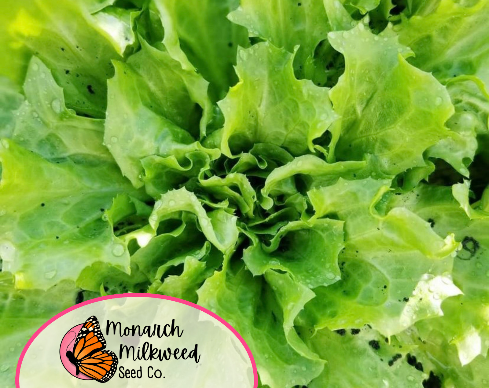 2900+ Endive Seeds ‘Broadleaf Batavian’ | Heirloom, Non-GMO, Vegetable Gardening