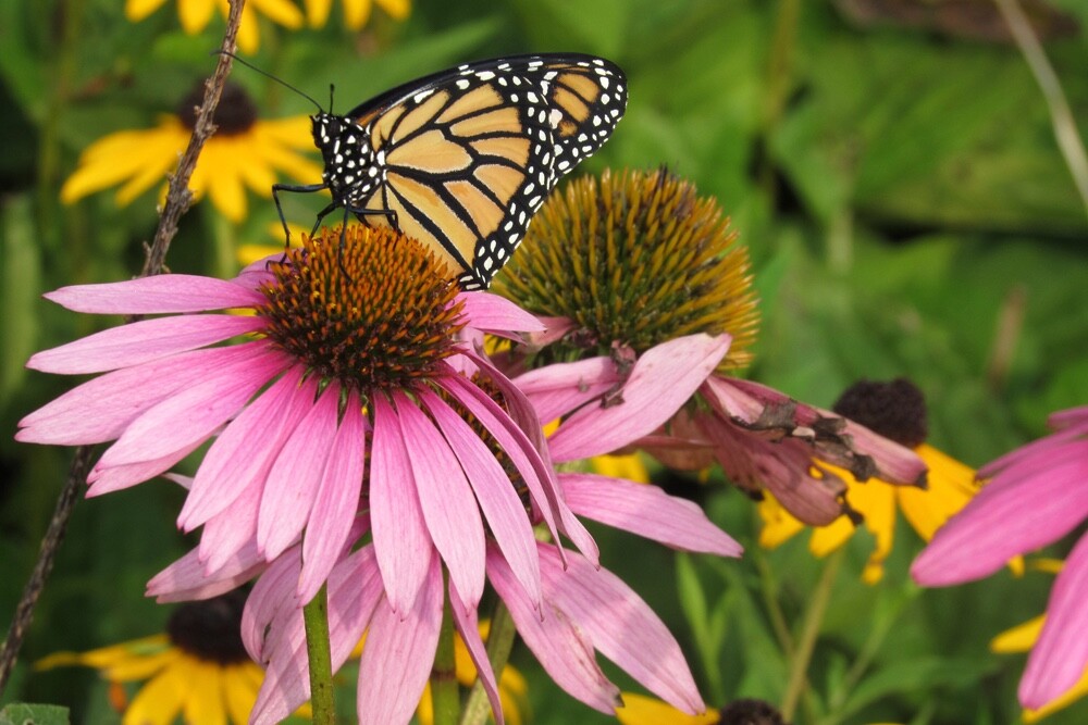 Purple Coneflower Echinacea Purpurpea Heirloom Seeds- Non GMO- 200 Seeds