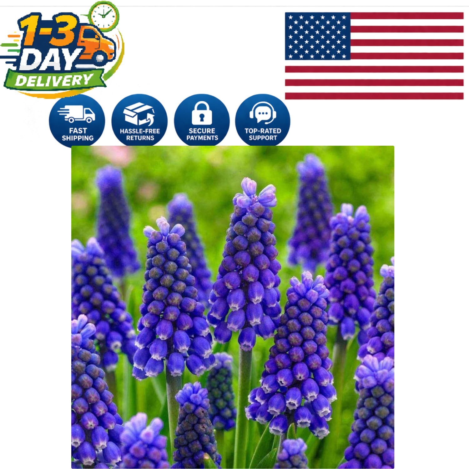 Muscari Armeniacum Bulbs – 15 Blue Flower Bulbs for Spring Planting (6-8″ Tall)