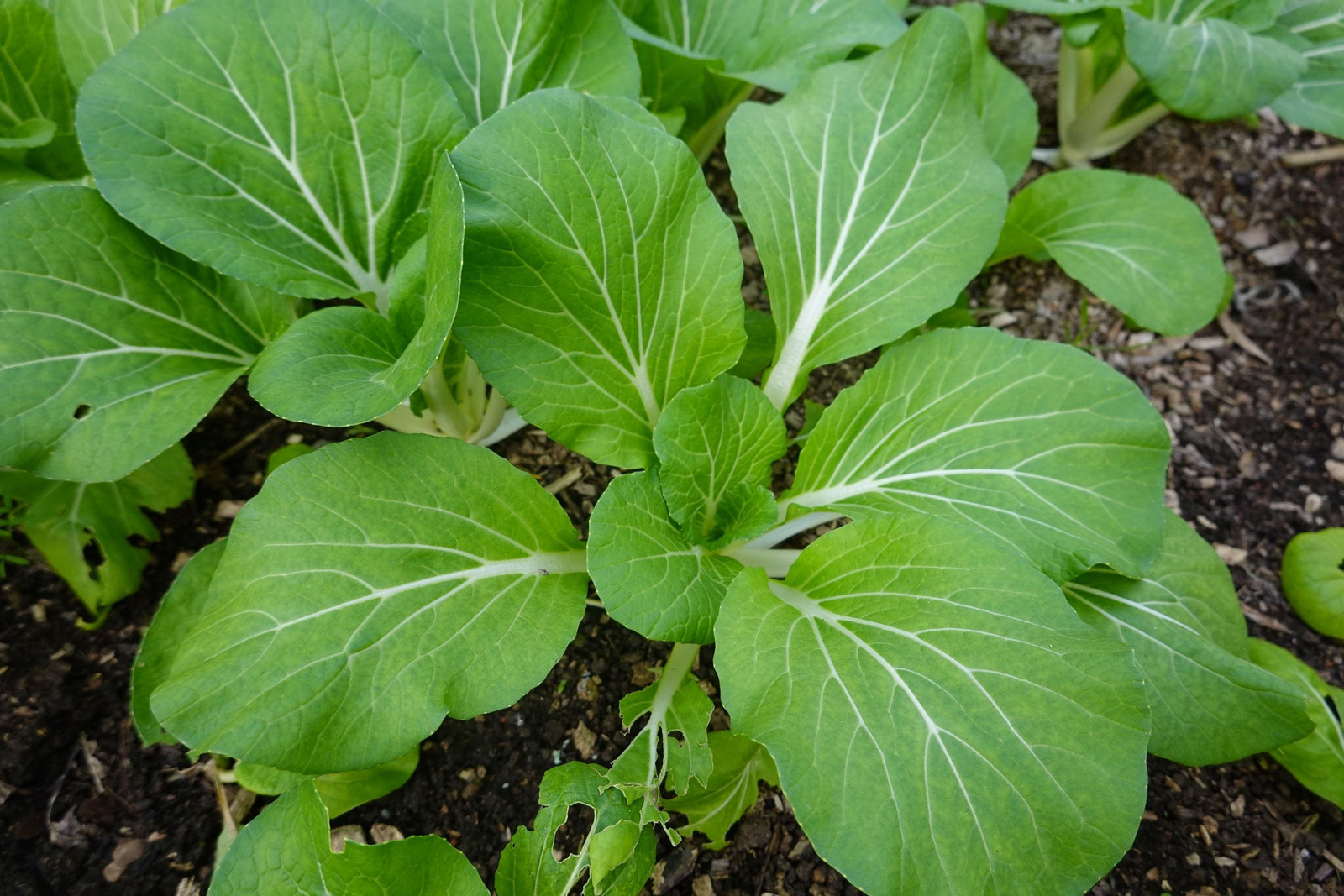 Chinese White Stem Pak Choi Bok Choy Seeds, Non-Gmo, Shipped with Tracking,
