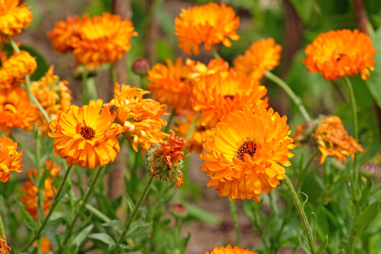 500 PACIFIC Beauty ORANGE MARIGOLD Calendula Officinalis Flower Seeds