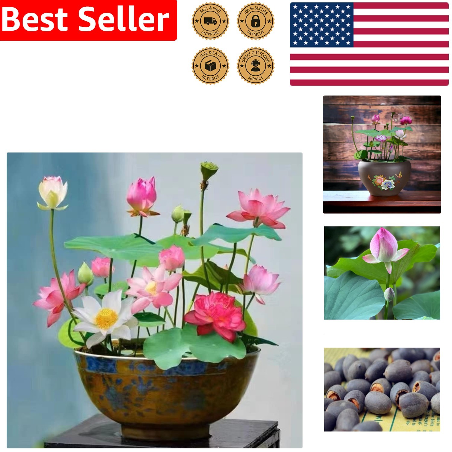 10pcs Lotus Seeds Mix Pink Red Green for Planting Beautiful Water Lily Bonsai…
